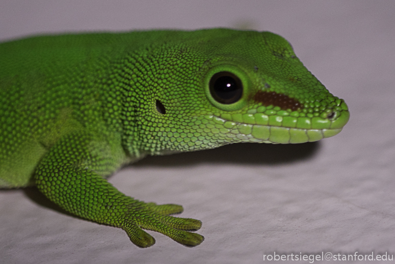 green gecko